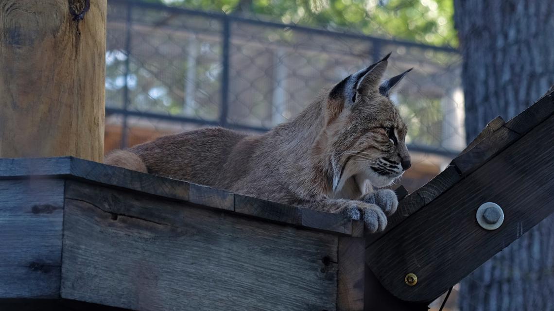 Perkins Wildlife Center